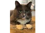 Adopt Winston a Gray or Blue (Mostly) Domestic Mediumhair / Mixed (medium coat)