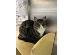 Adopt Pretty a Brown Tabby Domestic Mediumhair (medium coat) cat in Springfield