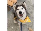 Adopt Aspen a White - with Black Husky / Mixed dog in Bothell, WA (41564559)