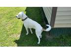 Adopt Axel a White Great Pyrenees / Mixed dog in Cartersville, GA (41564558)
