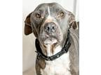 Adopt Dolly a Brown/Chocolate Pit Bull Terrier / Mixed dog in Scottsdale