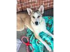 Adopt Jesse a Tricolor (Tan/Brown & Black & White) Mixed Breed (Medium) / Mixed