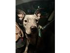 Adopt Harley a White - with Black Australian Cattle Dog / Mixed dog in Raleigh