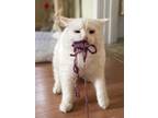 Adopt Nori a White Domestic Longhair / Mixed (long coat) cat in Grass Valley