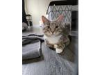 Adopt Meeko a Gray, Blue or Silver Tabby Domestic Shorthair / Mixed (short coat)
