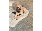 Adopt Brownie Boy a Brown/Chocolate Terrier (Unknown Type