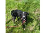 Adopt Pepper a Black - with White English Pointer / Labrador Retriever dog in