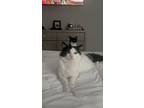 Adopt Chonks&Gremlin a Black & White or Tuxedo Domestic Mediumhair / Mixed