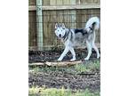 Adopt Thor a White - with Black Husky / Mixed dog in Beaumont, TX (41564481)