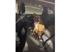 Adopt Sadie a Brown/Chocolate Boxer / German Shepherd Dog / Mixed dog in Peoria