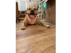Adopt Cicly a Brown/Chocolate - with White American Pit Bull Terrier / Mixed dog