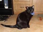 Adopt Sylvester a Black (Mostly) Domestic Shorthair / Mixed (short coat) cat in