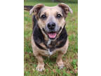 Adopt Sweetie a Tan/Yellow/Fawn Mixed Breed (Small) / Mixed Breed (Medium) /
