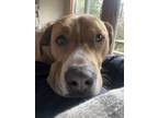 Adopt Walker a Tan/Yellow/Fawn - with White Staffordshire Bull Terrier /