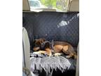 Adopt Choco a Brown/Chocolate - with White Australian Kelpie / Mixed dog in