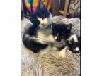 Adopt Ace - Sweet playful 3 month a Black & White or Tuxedo Domestic Shorthair