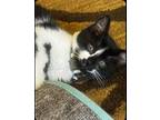 Adopt Shadow - Sweet playful 3 month a Black & White or Tuxedo Domestic