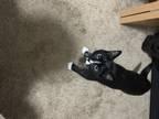 Adopt Maleficent a Black & White or Tuxedo American Shorthair (short coat) cat
