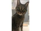 Adopt Ella a Gray, Blue or Silver Tabby Domestic Shorthair / Mixed (short coat)