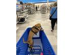 Adopt Canela a Tan/Yellow/Fawn Chiweenie / Mixed dog in Vancouver, WA (41564363)