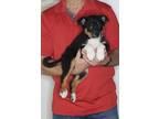 Adopt Sassy a Tricolor (Tan/Brown & Black & White) Australian Shepherd / Border