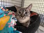 Adopt Spicy Ramen a Domestic Shorthair / Mixed (short coat) cat in Raleigh