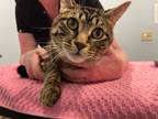 Adopt Prius a Domestic Shorthair / Mixed (short coat) cat in Raleigh