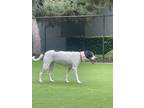 Adopt Aspen a Black - with White Pointer / Labrador Retriever / Mixed dog in