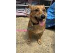 Adopt Remi a Red/Golden/Orange/Chestnut Corgi / Dachshund / Mixed dog in