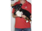 Adopt Nugget a Tricolor (Tan/Brown & Black & White) Australian Shepherd / Border