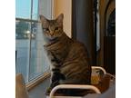 Adopt Selah a Gray, Blue or Silver Tabby Domestic Shorthair / Mixed (short coat)
