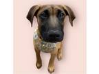 Adopt SUZY a Black Mouth Cur / Mixed dog in Rockville, MD (41562568)