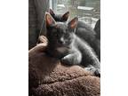 Adopt Fran & Toro a Black (Mostly) American Shorthair / Mixed (short coat) cat