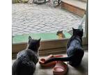 Adopt Merlin and Moechi a Gray or Blue Domestic Mediumhair / Mixed (medium coat)