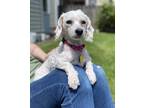 Adopt Flower a White Poodle (Miniature) / Mixed dog in Beavercreek