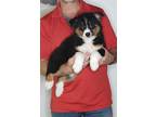 Adopt Sadie a Tricolor (Tan/Brown & Black & White) Australian Shepherd / Border
