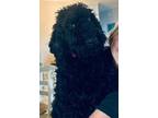 Adopt Moose a Black Goldendoodle dog in Saint Augustine, FL (41564211)