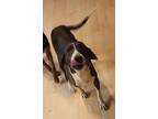 Adopt Jip a Brindle - with White Mutt / Mutt / Mixed dog in Arkadelphia
