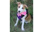 Adopt Lilly a Tan/Yellow/Fawn - with White Border Collie / Mixed dog in Seattle