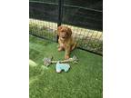 Adopt Sherri a Red/Golden/Orange/Chestnut Cavapoo / Cavalier King Charles