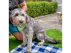 Adopt Iris a Gray/Blue/Silver/Salt & Pepper Labradoodle / Goldendoodle / Mixed