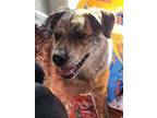 Adopt Bruno a Black - with Brown, Red, Golden, Orange or Chestnut Great Pyrenees