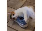 Adopt Persephone (Percy) a Calico or Dilute Calico American Shorthair / Mixed