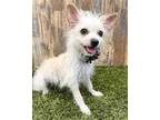 Adopt Bitsy a White Terrier (Unknown Type, Medium) / Mixed dog in Corona