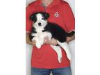 Adopt Lily a Tricolor (Tan/Brown & Black & White) Australian Shepherd / Border