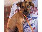Adopt Bel Air a Brown/Chocolate - with Black Cairn Terrier / Terrier (Unknown