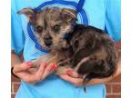 Adopt Beverly a Merle Cairn Terrier / Terrier (Unknown Type