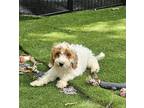Adopt Larri a Red/Golden/Orange/Chestnut - with White Cavapoo / Cavalier King