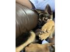 Adopt Rip a Black - with Tan, Yellow or Fawn Australian Shepherd / Mixed dog in