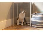 Adopt Simba a Brown Tabby Domestic Shorthair cat in Dayton, OH (41564018)